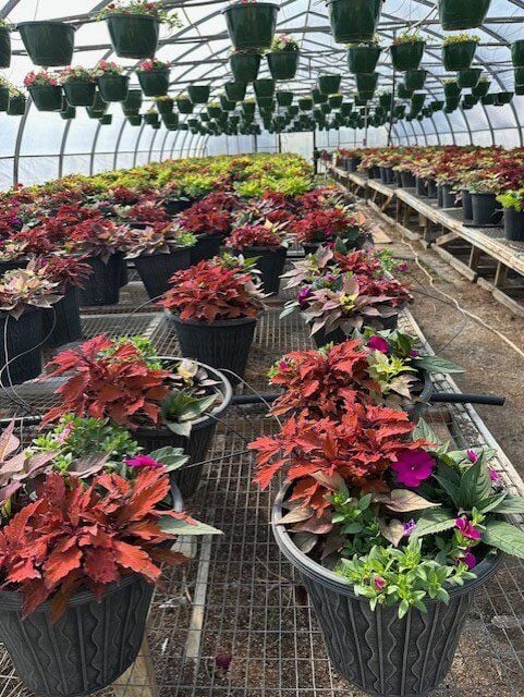 Hurst farm potted plants in northwest Missouri